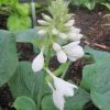 Hosta Sieboldiana Elegans #1 - Image 2